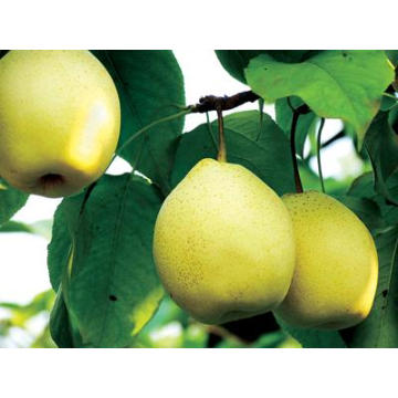 Exportar nueva cosecha Fresh Good Quality Ya Pear